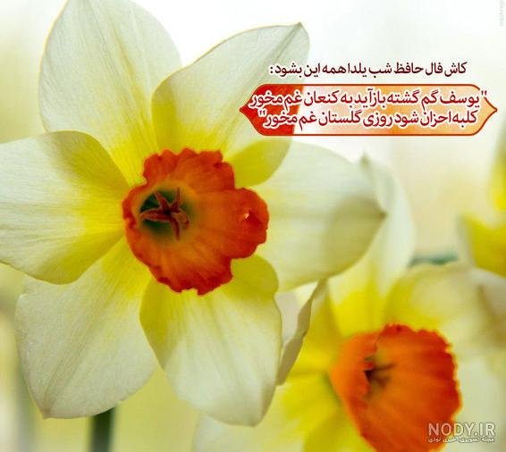  پروفایل یلدا امام زمانی