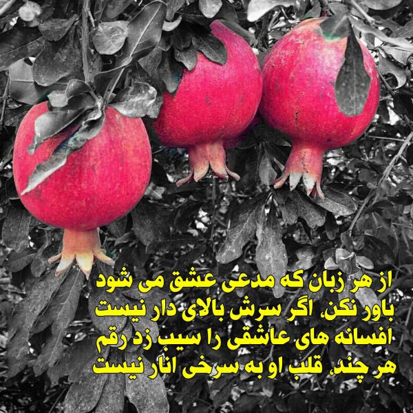  عکسهای شب یلدا