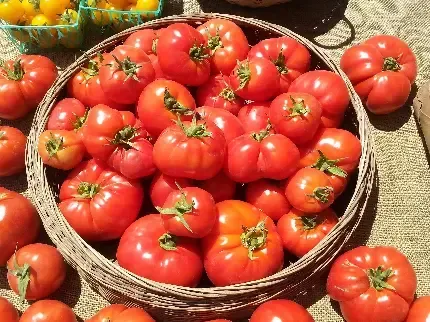  جدیدترین عکس شب یلدا