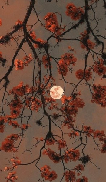  عکس بک گراند مذهبی