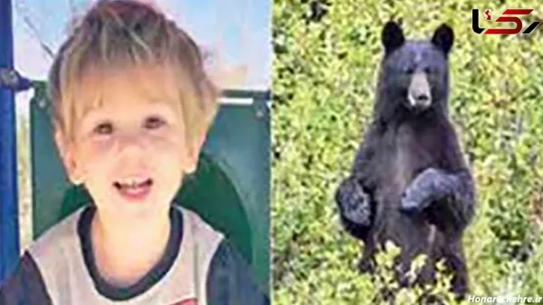  عکس خرس کیوت واقعی