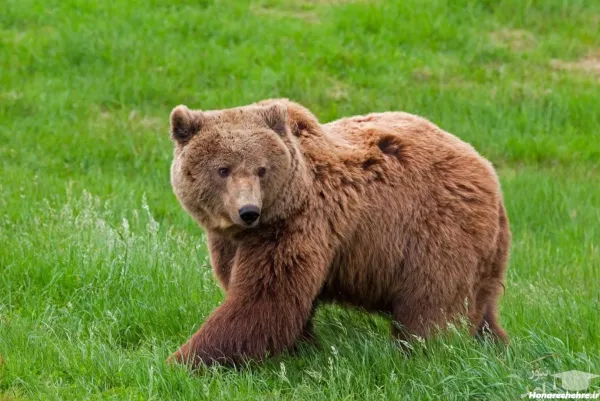  عکس خرس کیوت واقعی