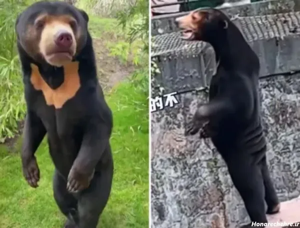  عکس خرس کیوت واقعی