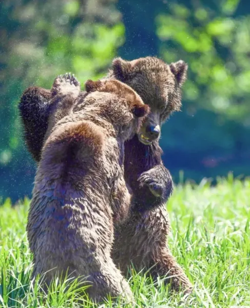  عکس خرس کیوت واقعی