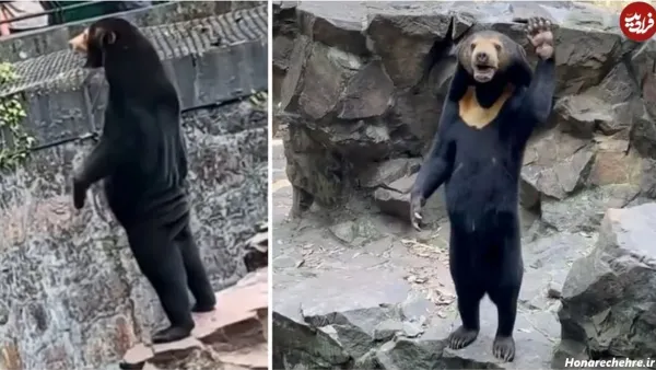  عکس خرس کیوت واقعی