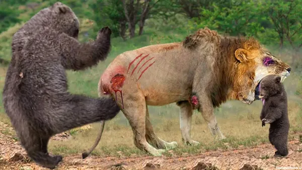  عکس خرس کیوت واقعی