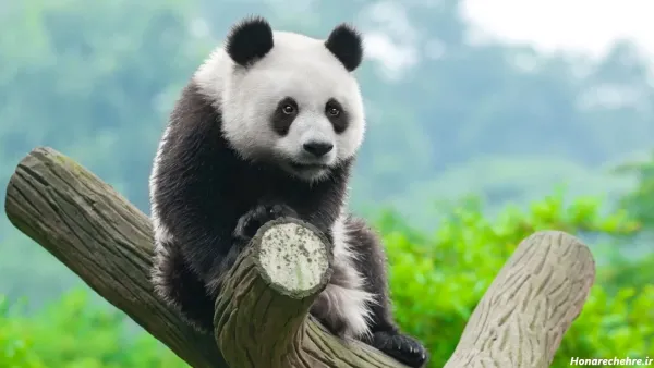  عکس خرس کیوت واقعی