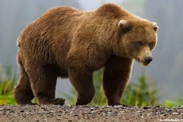 عکس خرس کیوت واقعی