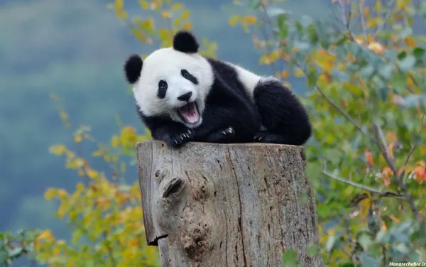 عکس خرس بامزه برای پروفایل