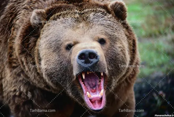  عکس خرس گوگولی