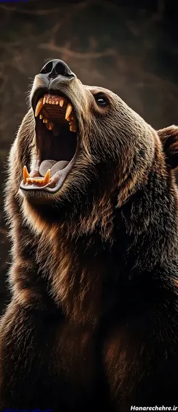  عکس خرس گوگولی