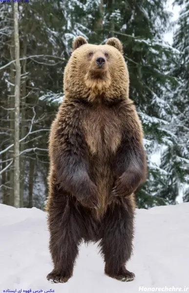  عکس خرس گوگولی
