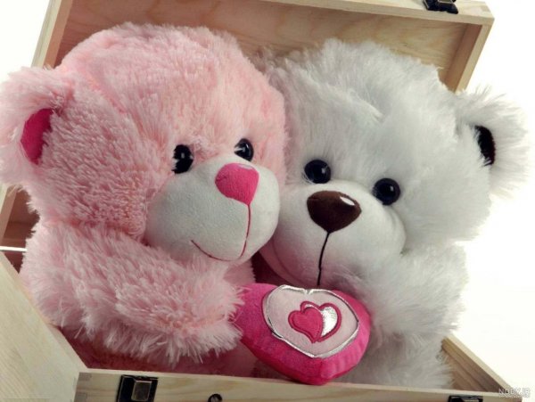 قیمت خرس عروسکی بزرگ دیجی کالا