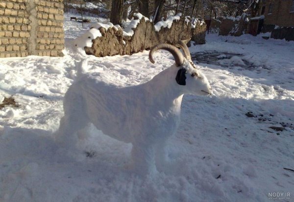  عکس برف در روستا