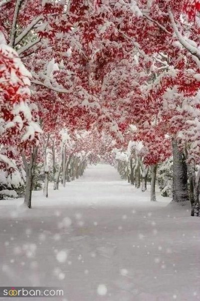  عکس برف در روز