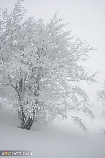  عکس برف زیبا