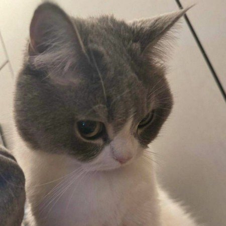  عکس خرس های کله فندقی برای پروفایل