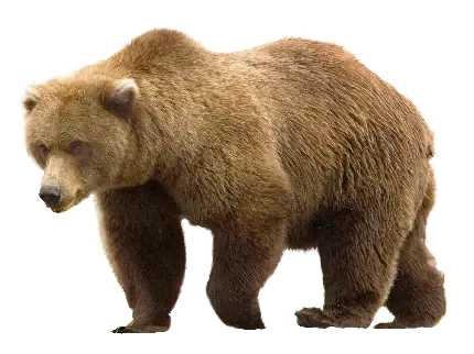  عکس خرس های کله فندقی پاندا