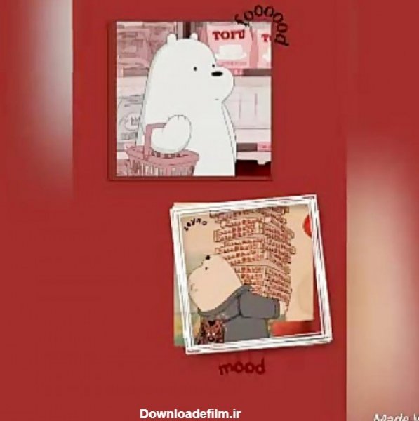  عکس خرس های کله فندقی یخی