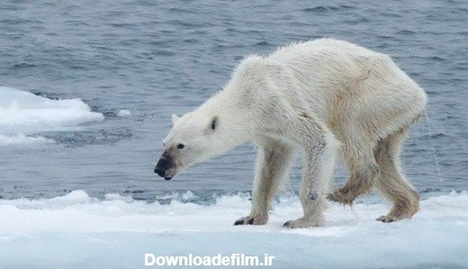 عکس خرس های کله فندقی برای پروفایل