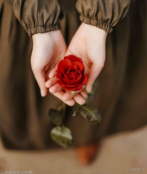  ژست عکس با شاخه گل رز