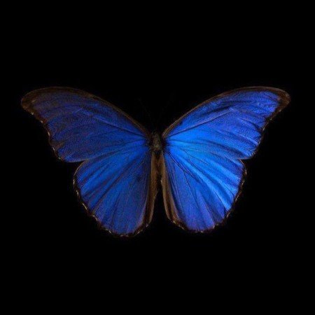  عکس پروانه ی آبی