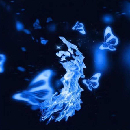 عکس پروانه ی آبی