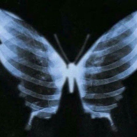  عکس پروانه ی آبی