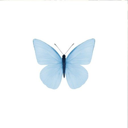  عکس پروانه ی آبی