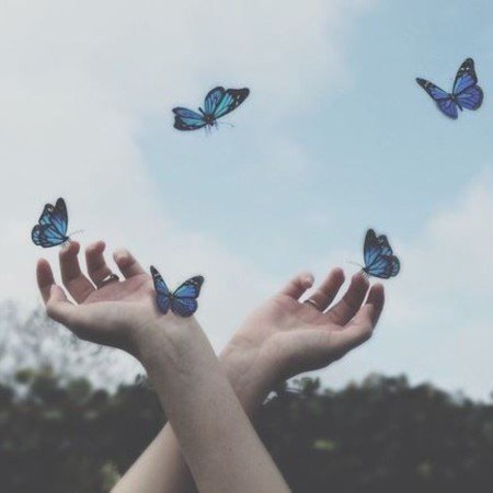  عکس پروانه ی آبی