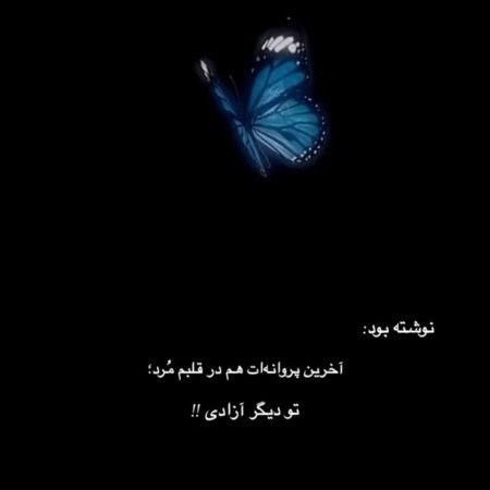  عکس پروانه ی آبی