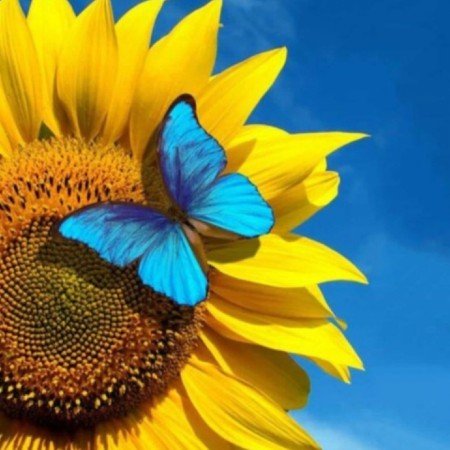  عکس پروانه ی آبی