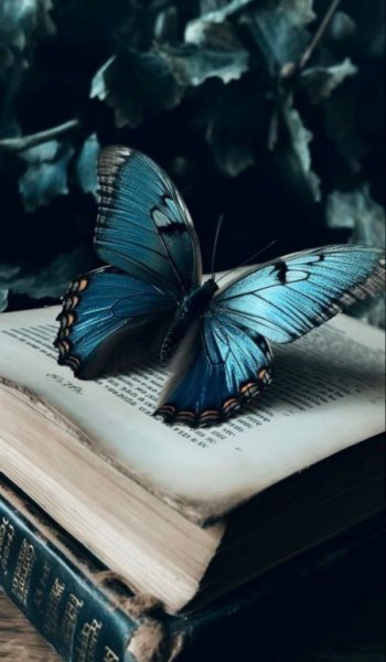  عکس پروانه ی آبی