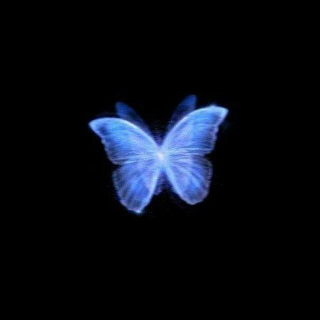  عکس پروانه ی آبی