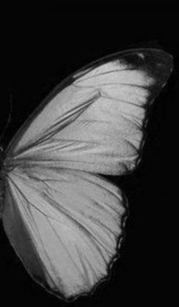  عکس پروانه ی آبی