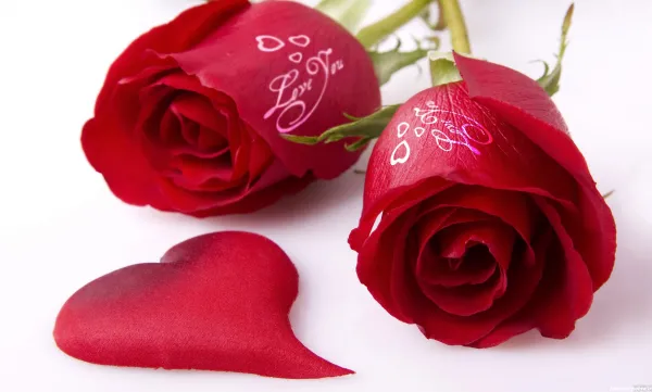 عکس گل رز قرمز عاشقانه