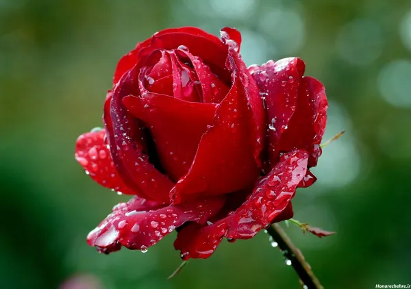  عکس گل رز قرمز عاشقانه