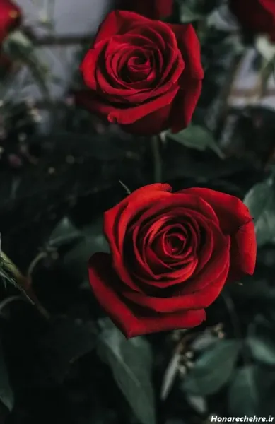  عکس گل رز قرمز عاشقانه