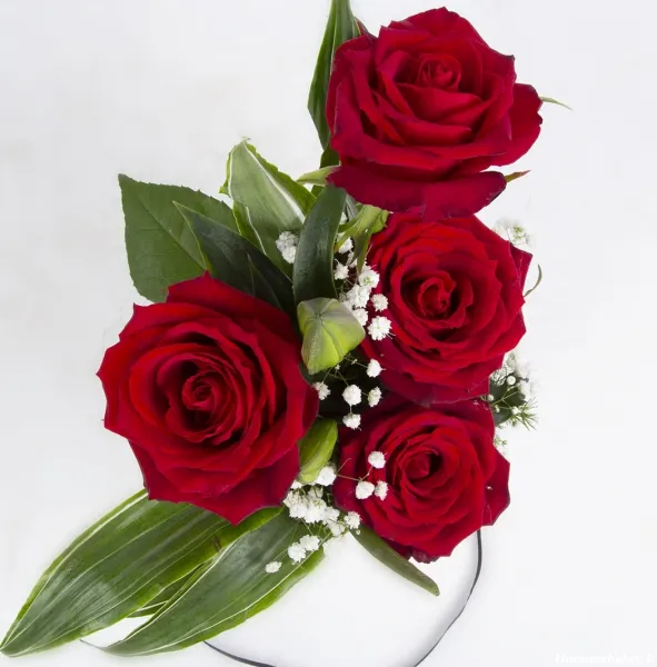 عکس گل رز قرمز عاشقانه طبیعی