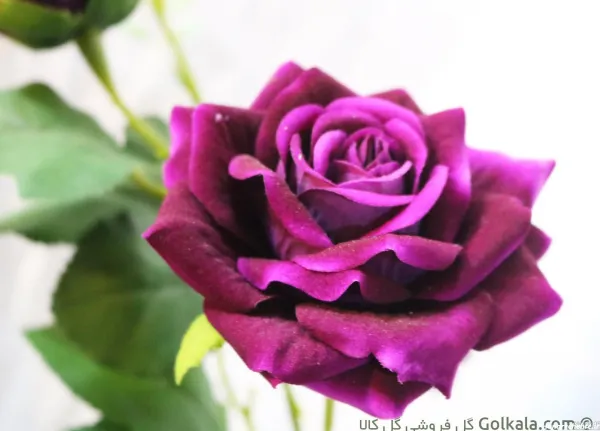  عکس گل رز قرمز عاشقانه