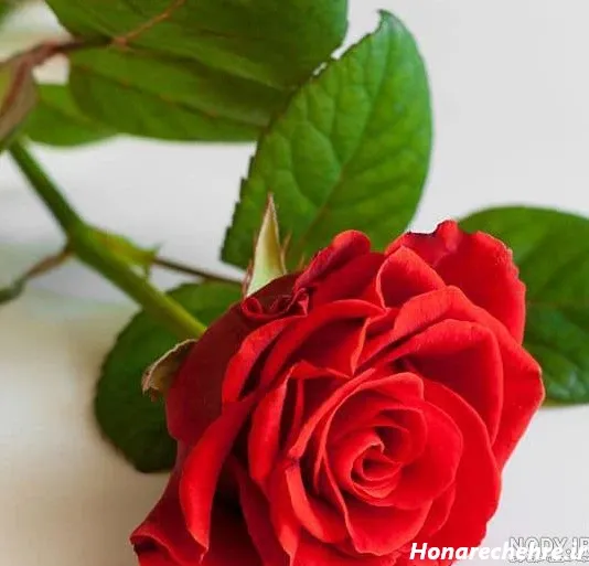  عکس گل رز قرمز عاشقانه