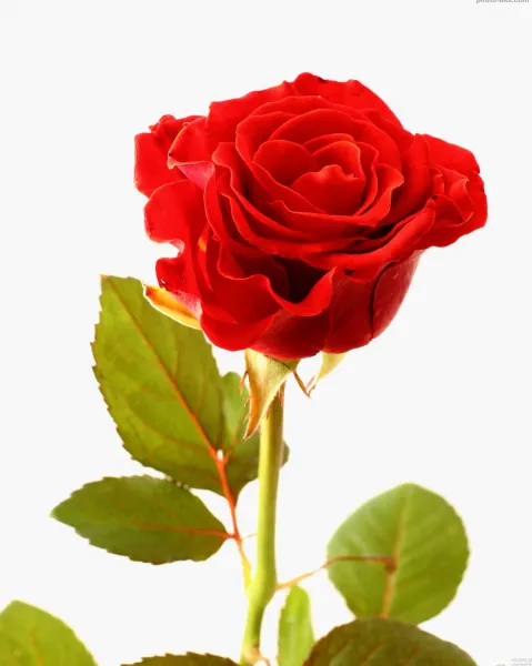  عکس گل رز قرمز عاشقانه