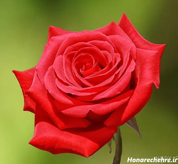  عکس گل رز قرمز عاشقانه