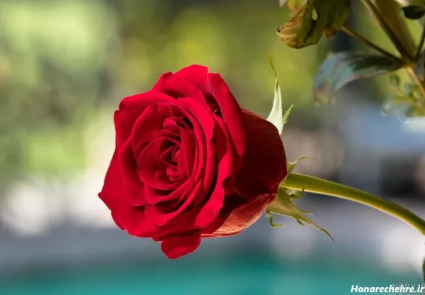  عکس گل رز قرمز عاشقانه