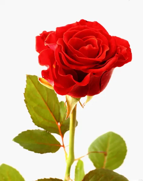  عکس گل رز قرمز عاشقانه برای پروفایل