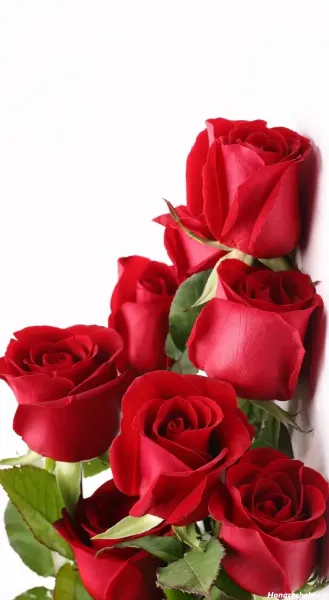  عکس گل رز قرمز عاشقانه برای پروفایل