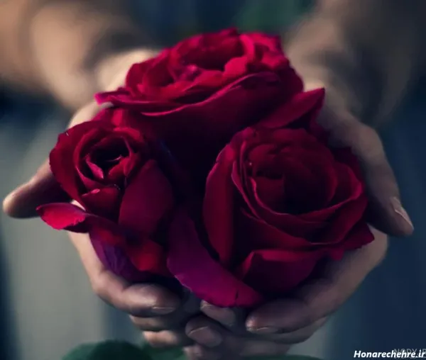  عکس گل رز قرمز عاشقانه برای پروفایل