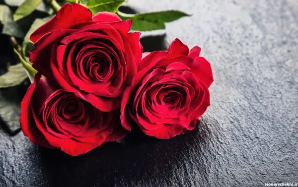  عکس گل رز قرمز عاشقانه برای پروفایل