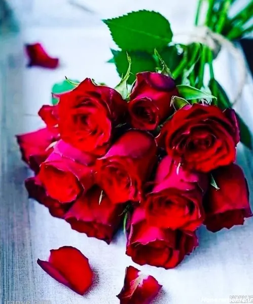  عکس گل رز قرمز عاشقانه برای پروفایل