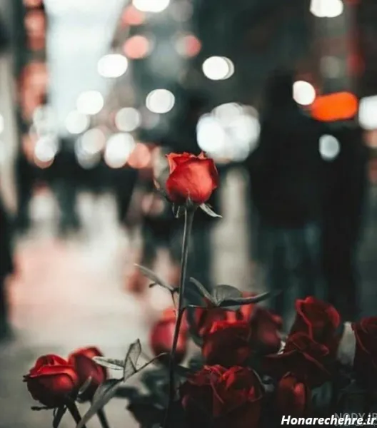  عکس گل رز قرمز عاشقانه برای پروفایل